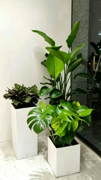 宁波绿化养护施工技巧-海曙绿植租赁效果-北仑绿化养护投入-余姚商务绿植出租